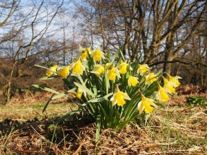 Farndale daffodils